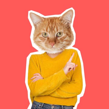 Collage: Katzenkopf auf einer Person im gelben Pullover vor rotem Hintergrund